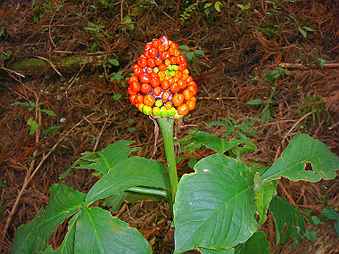 20091023_dsc00114_thumb.jpg