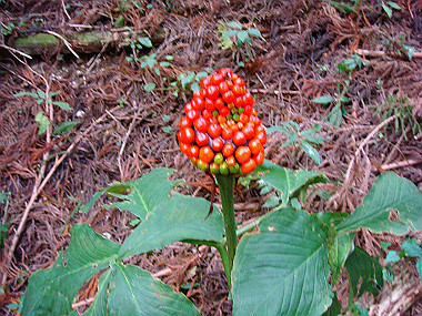 20091023_dsc00115_thumb.jpg