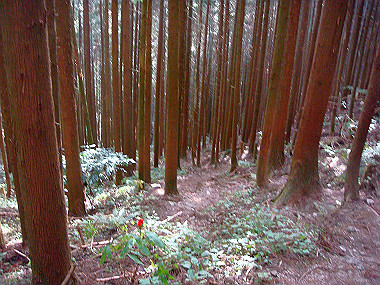 20091023_dsc00117_thumb.jpg