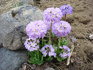 20090515_dsc06896_thumb.jpg