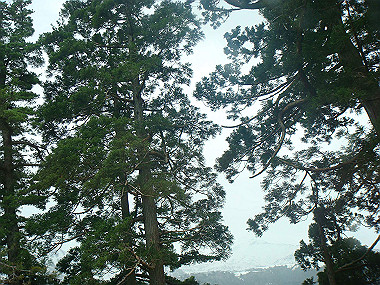 20090516_dsc07058_thumb.jpg