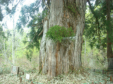 20090516_dsc07062_thumb.jpg