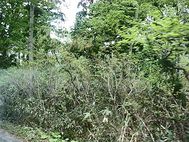 20090516_mov07063.mpg_snapshot_00.00_thumb.jpg