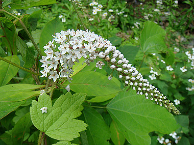 20090705_dsc00008_thumb.jpg
