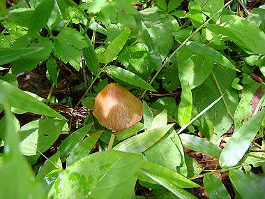 20090705_dsc00010_thumb.jpg