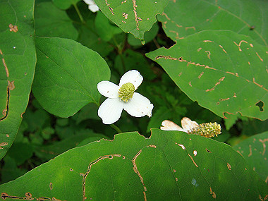 20090705_dsc00011_thumb.jpg