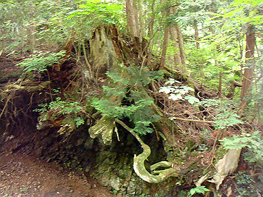 20090705_dsc00012_thumb.jpg