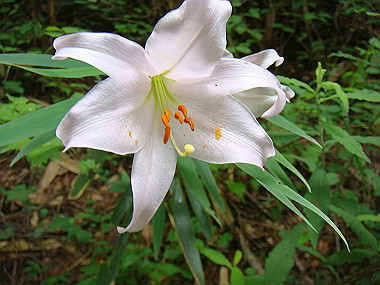 20090705_dsc00014_thumb.jpg