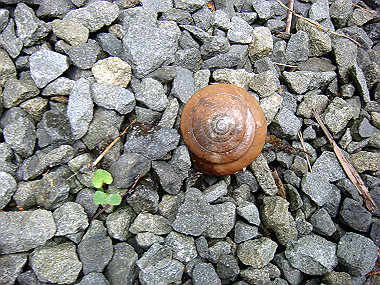 20090705_dsc00015_thumb.jpg