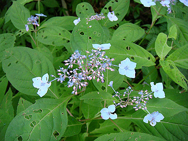 20090705_dsc00018_thumb.jpg