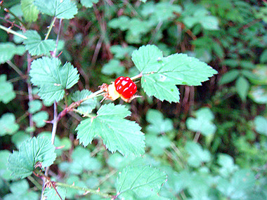 20090705_dsc00021_thumb.jpg