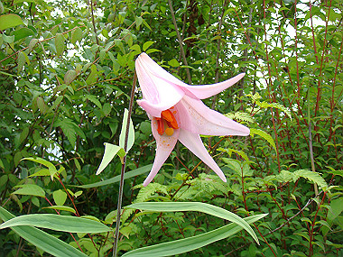 20090705_dsc00030_thumb.jpg