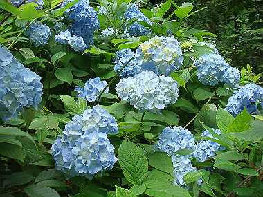 20090705_dsc00032_thumb.jpg