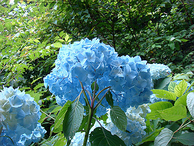 20090705_dsc00033_thumb.jpg