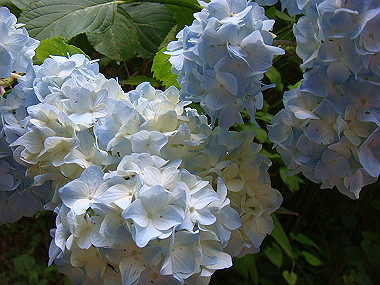 20090705_dsc00034_thumb.jpg