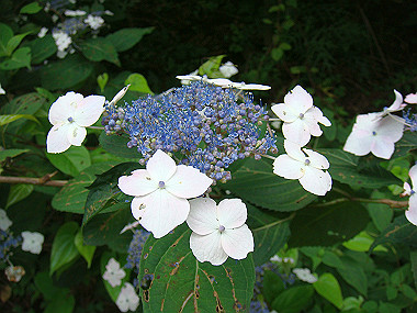 20090705_dsc00035_thumb.jpg