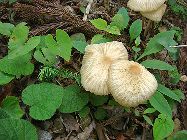 20090705_dsc00036_thumb.jpg