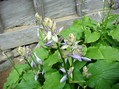20090705_dsc00044_thumb.jpg