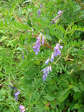 20090812_dsc000033_thumb.jpg