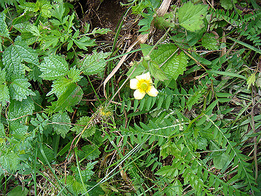 20090812_dsc000034_thumb.jpg