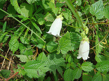 20090812_dsc000037_thumb.jpg
