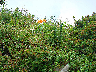 20090812_dsc000045_thumb.jpg