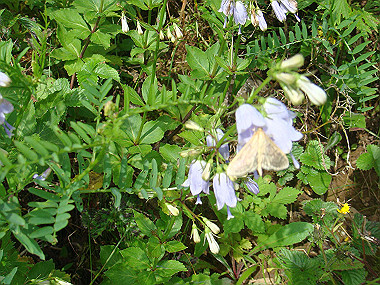 20090812_dsc000047_thumb.jpg