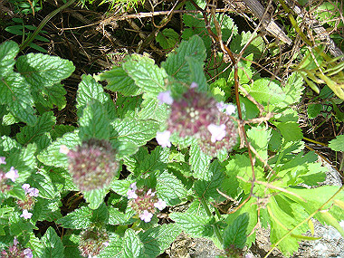 20090812_dsc000049_thumb.jpg