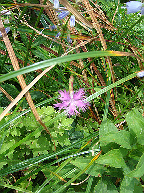 20090812_dsc000050_thumb.jpg