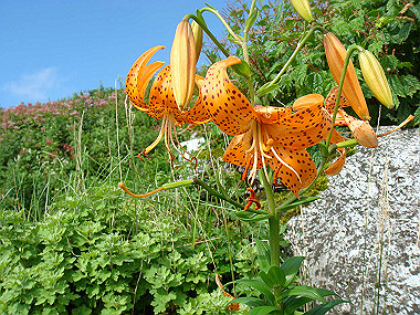 20090812_dsc000051_thumb.jpg