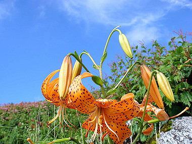 20090812_dsc000053_thumb.jpg