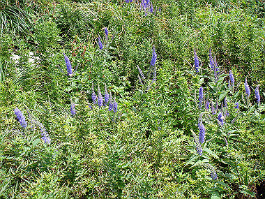 20090812_dsc000055_thumb.jpg