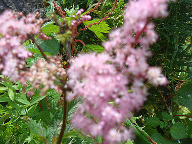 20090812_dsc000056_thumb.jpg