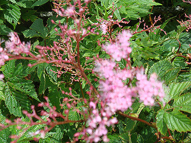 20090812_dsc000057_thumb.jpg