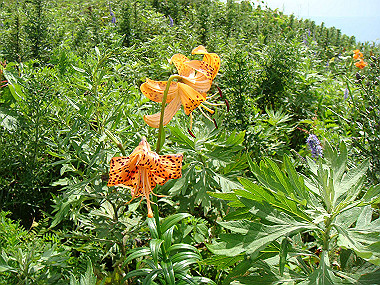 20090812_dsc000060_thumb.jpg