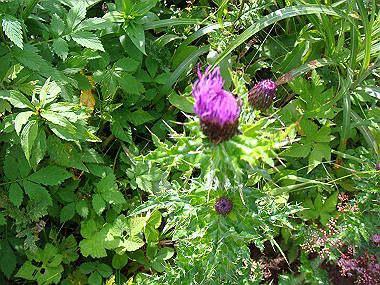 20090812_dsc000063_thumb.jpg