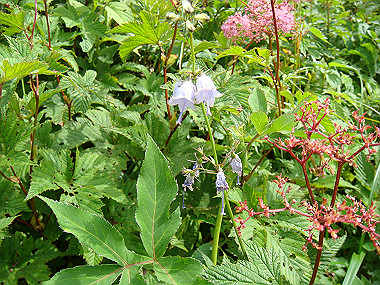 20090812_dsc000066_thumb.jpg