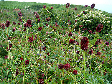 20090812_dsc000067_thumb.jpg