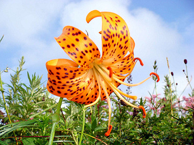20090812_dsc000086_thumb.jpg