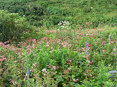20090812_dsc000087_thumb.jpg