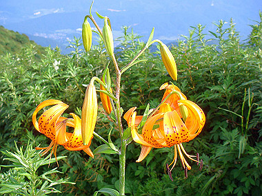 20090812_dsc000092_thumb.jpg