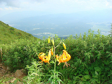 20090812_dsc000093_thumb.jpg