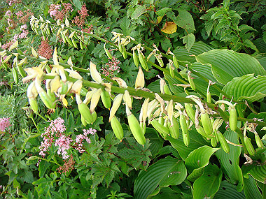 20090812_dsc000094_thumb.jpg