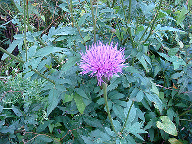 20090812_dsc000105_thumb.jpg