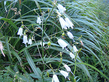 20090812_dsc000106_thumb.jpg