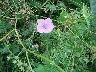 20090812_dsc000107_thumb.jpg