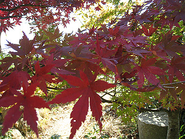 20091104_rin_0394_thumb.jpg