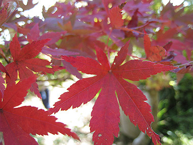 20091104_rin_0396_thumb.jpg