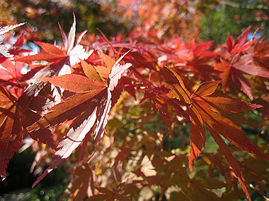 20091104_rin_0400_thumb.jpg