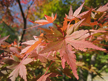20091104_rin_0401_thumb.jpg
